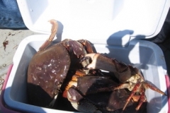 crab_catch_icy