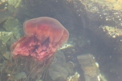 victoria_bay_11