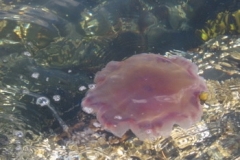 victoria_bay_2