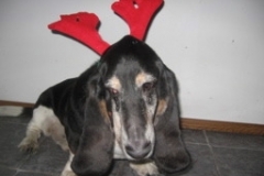 hound_deer_1