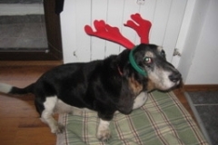 hound_deer_2