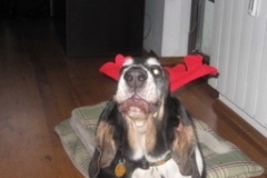 hound_deer_howl