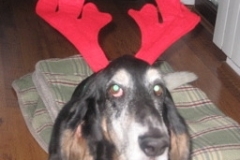 hound_deer_stare
