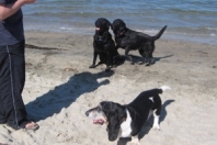 Hounds