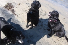3_hounds_4