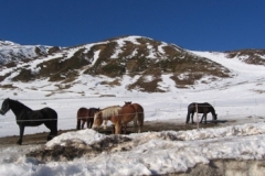 khutai_horses1
