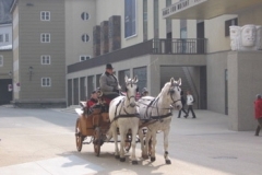 salz_horses