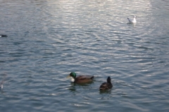 salz_sound_geese