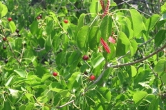 veliko_berries