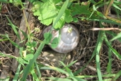 veliko_snail