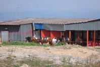 Vitosha