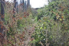right_path_5