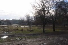 zavet_road_sheep